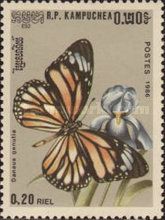 Striped Tiger (Danaus genutia)