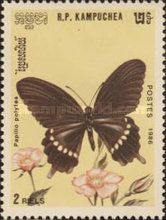 Common Mormon (Papilio polytes)