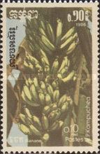 Bananas (Musa sp.)