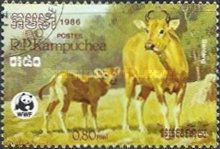 Banteng (Bos javanicus)