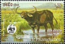 Asian Wild Buffalo (Bubalus arnee)