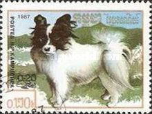 Papillon (Canis lupus familiaris)