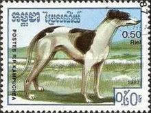 Greyhound (Canis lupus familiaris)