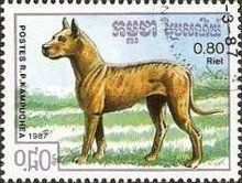 Great Dane (Canis lupus familiaris)