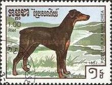Dobermann Pinscher (Canis lupus familiaris)