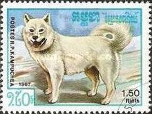 Samoyed Dog (Canis lupus familiaris)