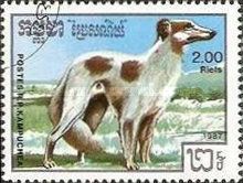 Borsaya (Canis lupus familiaris)
