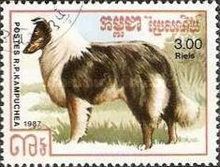 Rough Collie (Canis lupus familiaris)