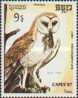 Western Barn Owl (Tyto alba)
