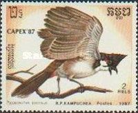 Red Whiskered Bulbul (Pycnonotus jocosus)