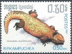 North-African Mastigure (Uromastyx acanthinura)