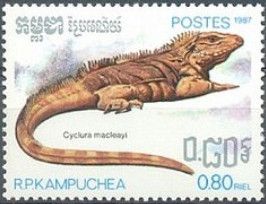 Blue Iguana (Cyclura macleayi)