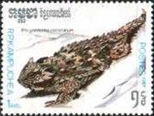 Blainville Horned Lizard (Phrynosoma coronatum)