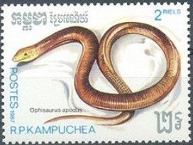 Sheltopusik (Ophisaurus apodus)