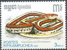 San Francisco Garter Snake (Thamnophis sirtalis tetrataenia)