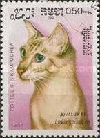 Abyssinian (Felis silvestris catus)