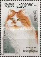 Red and White British Longhair (Felis silvestris catus)