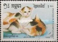 Shot-hair Tortoiseshell and White (Felis silvestris catus)