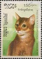 Cinnamon Longhair (Felis silvestris catus)
