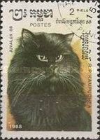 Black Longhair (Felis silvestris catus)