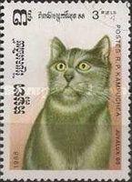 British Blue Shorthair (Felis silvestris catus)