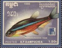 Neon Tetra (Hyphessobrycon inesi)