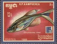 Swordtail Characin (Corynopoma riisei)