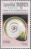 Land Snail (Chloraea sirena)
