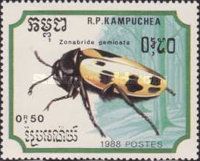Blister Beetle (Mylabris geminata)