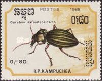 Golden Ground Beetle (Carabus auronitens)