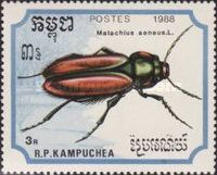 Scarlet Malachite Beetle (Malachius aeneus)