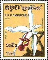 Laelia anceps