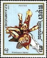 Stanhopea tigrina