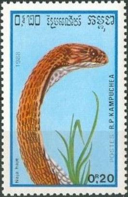 Egyptian Cobra (Naja haje)