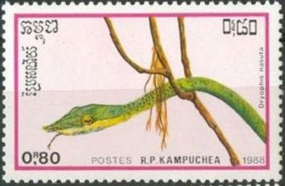 Asian Vine Snake (Dryophis nasuta)