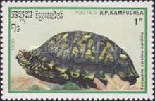 Eastern Box Turtle (Terrapene carolina carolina)