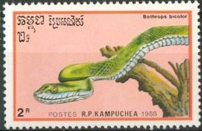 Guatemala Palm Pit Viper (Bothrops bicolor)