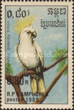 Sulphur-crested Cockatoo (Kakatoe galerita)