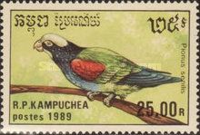 White-capped Parrot (Pionus senilis)