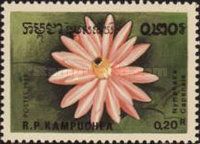 Nymphaea capensis
