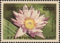 Nymphaea capensis