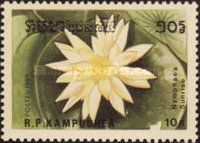 Nymphaea "Sunrise"