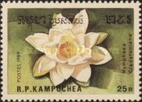 Nymphaea cladstoniana