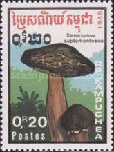 Xerocomus subtomentosus