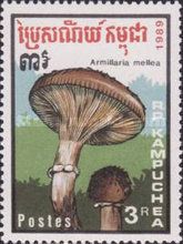 Armillaria mellea