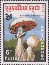 Agaricus campestris