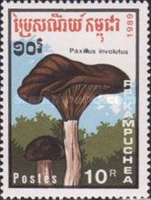 Paxillus involutus