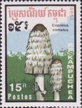 Coprinus comatus