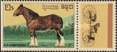 Shire Horse (Equus ferus caballus)