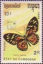 Butterfly (Papilio zagreus)